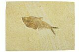 Fossil Fish (Diplomystus) - Wyoming #295676-1